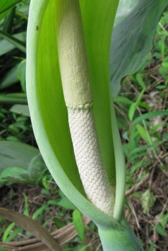 Alocasia odora