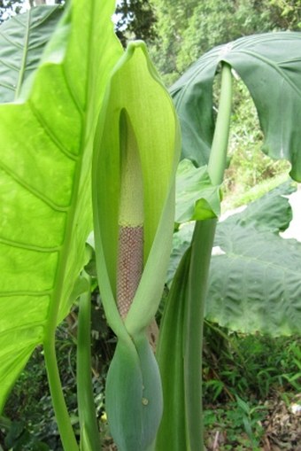 Alocasia odora