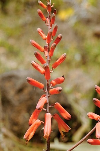 Aloe dhufarensis