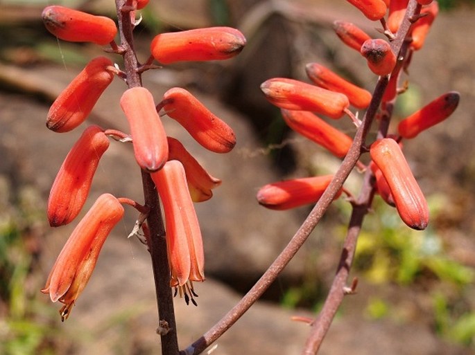 ALOE DHUFARENSIS Lavranos – aloes