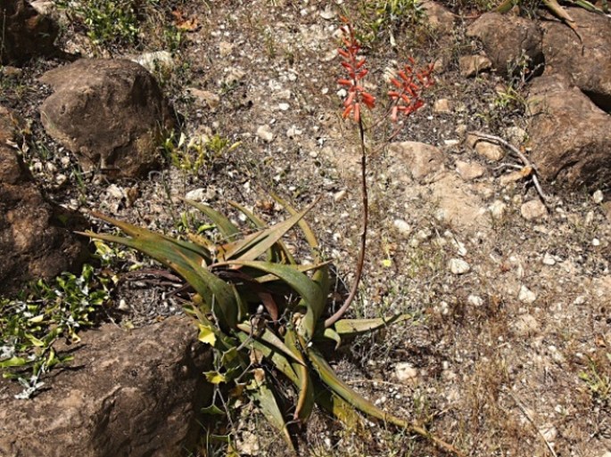 Aloe dhufarensis