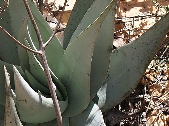 Aloe dhufarensis