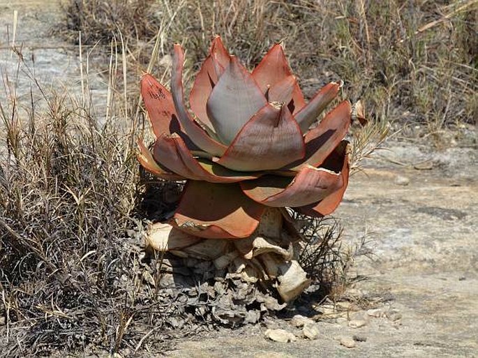 Aloe imalotensis