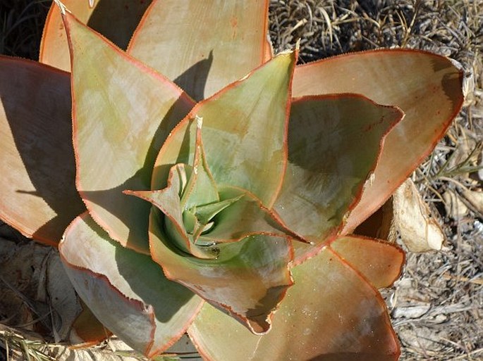 Aloe imalotensis