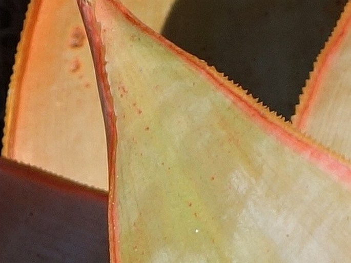 Aloe imalotensis