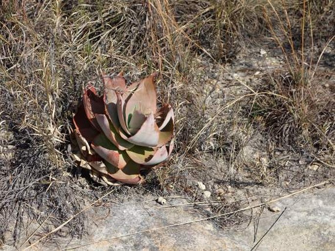 Aloe imalotensis