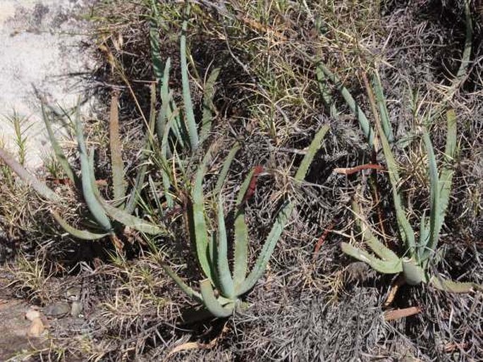 ALOE ISALOENSIS H. Perrier – aloes