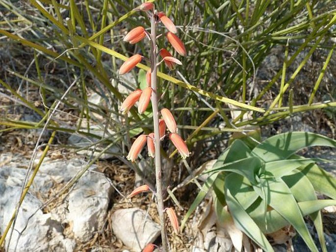 ALOE VIGUIERI H. Perrier – aloes