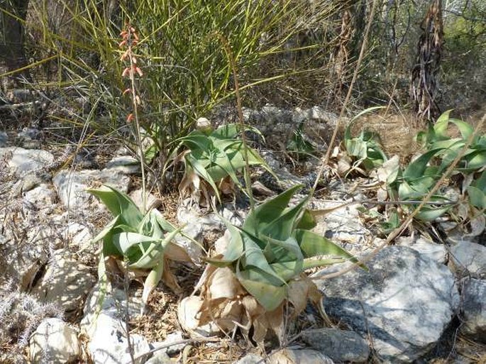 Aloe viguieri