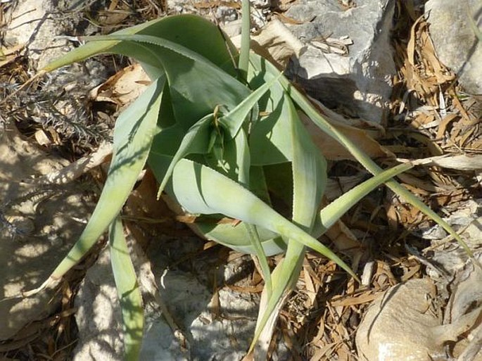 Aloe viguieri