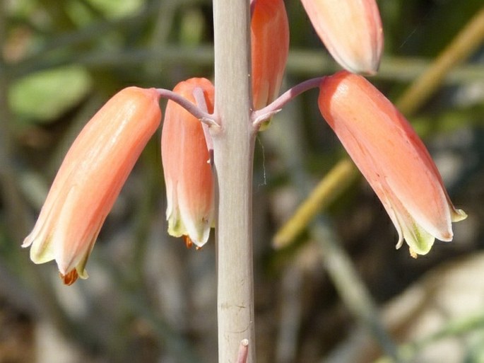 Aloe viguieri