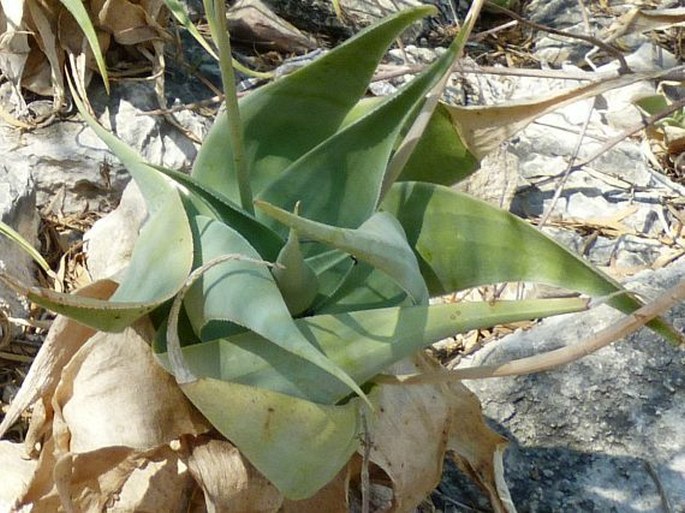 Aloe viguieri