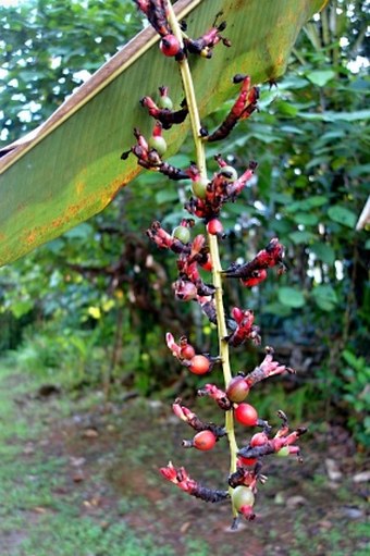 Alpinia carolinensis