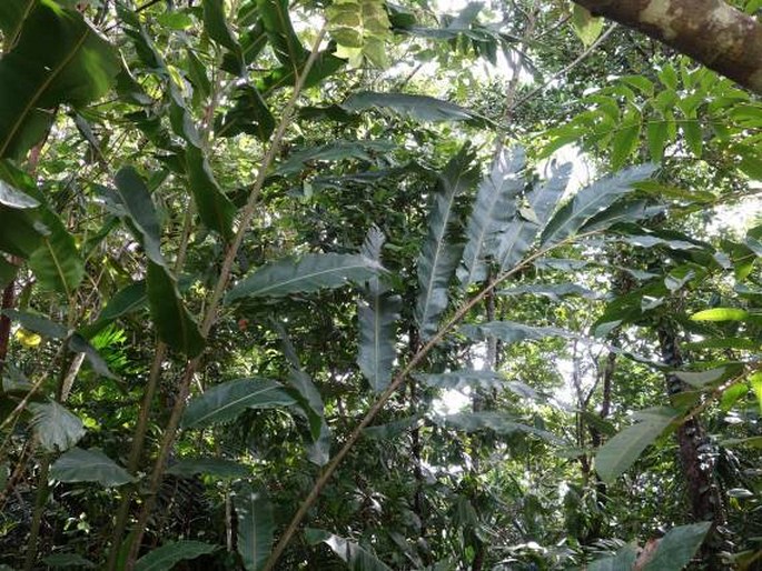 Alpinia carolinensis