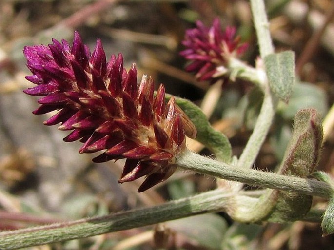 Alternanthera elongata