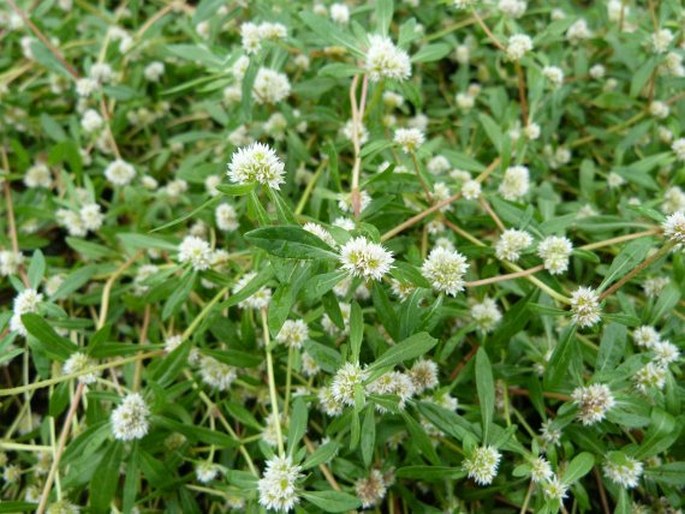 Alternanthera paronychioides