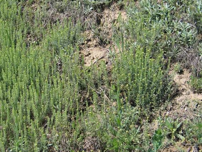 Alyssum desertorum