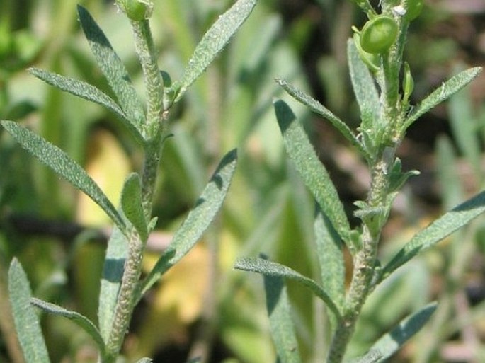 Alyssum desertorum