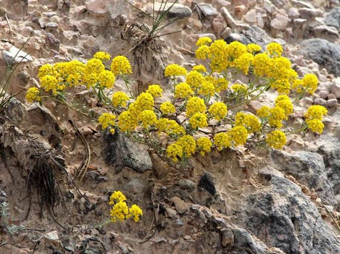 Alyssum tortuosum