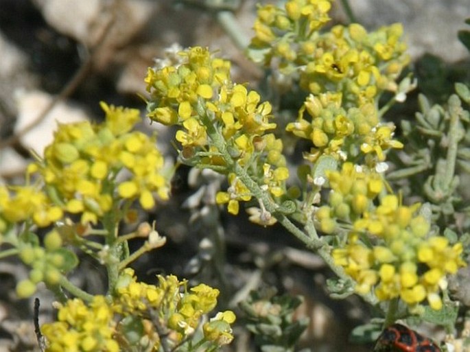 Alyssum tortuosum