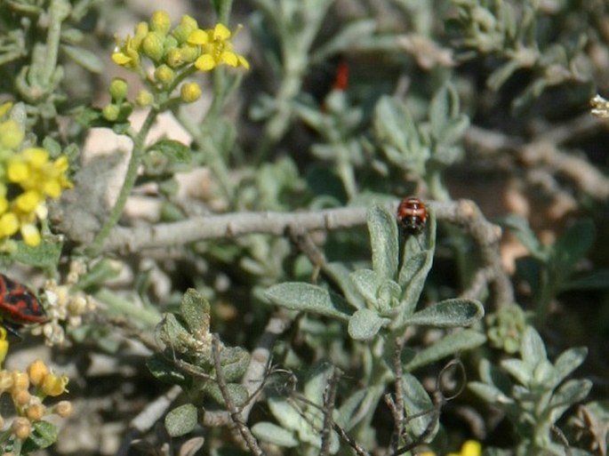 Odontarrhena tortuosa