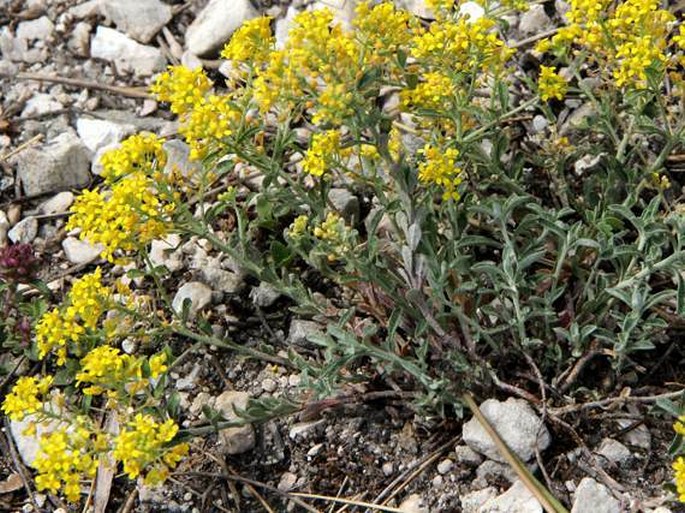 Alyssum tortuosum