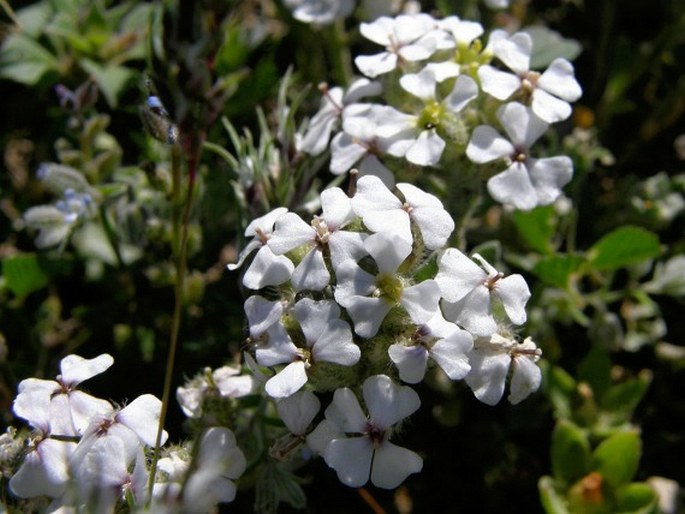 Alyssum tetrastemon