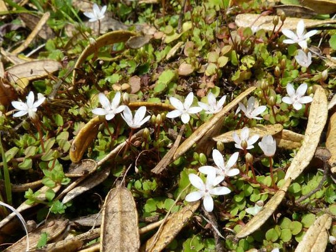 ANAGALLIS PEPLOIDES Baker – drchnička