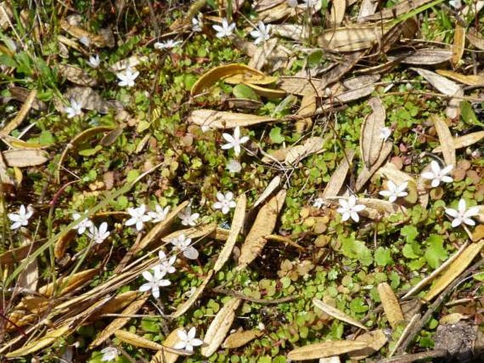 Anagallis peploides