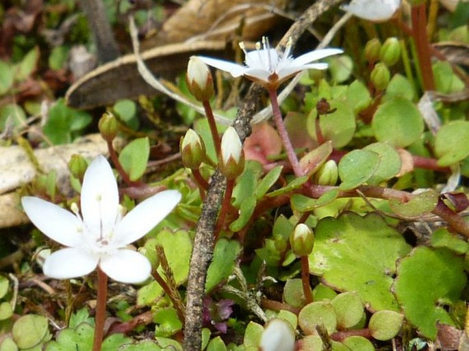 Anagallis peploides