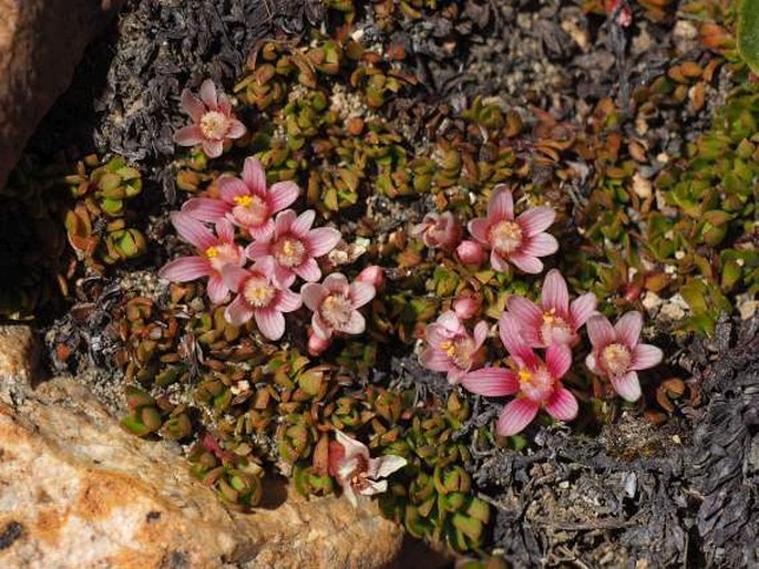 ANAGALLIS ALTERNIFOLIA Cav. – drchnička