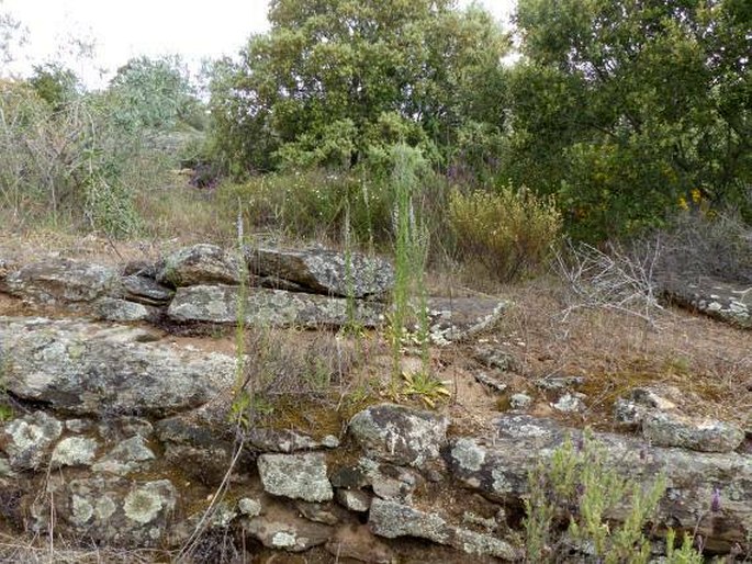 Anarrhinum bellidifolium