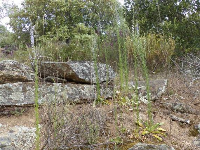 Anarrhinum bellidifolium