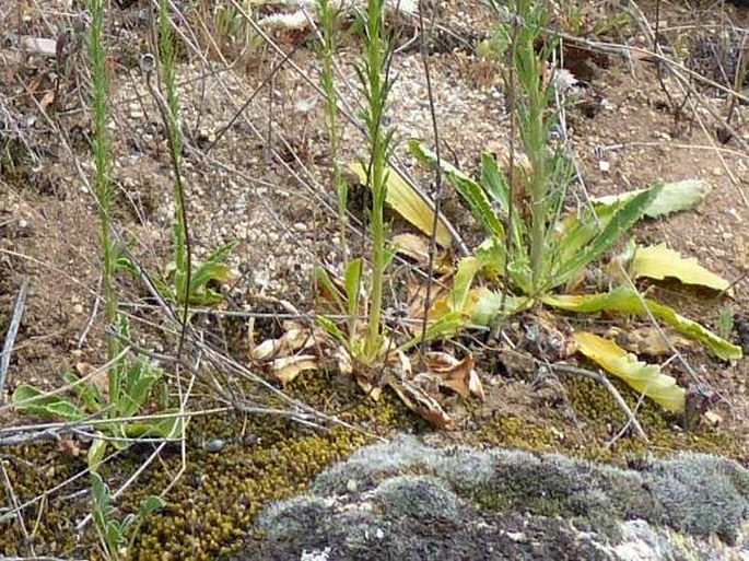 Anarrhinum bellidifolium