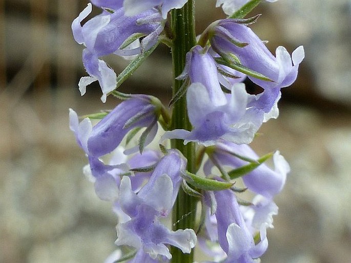 ANARRHINUM BELLIDIFOLIUM (L.) Willd.