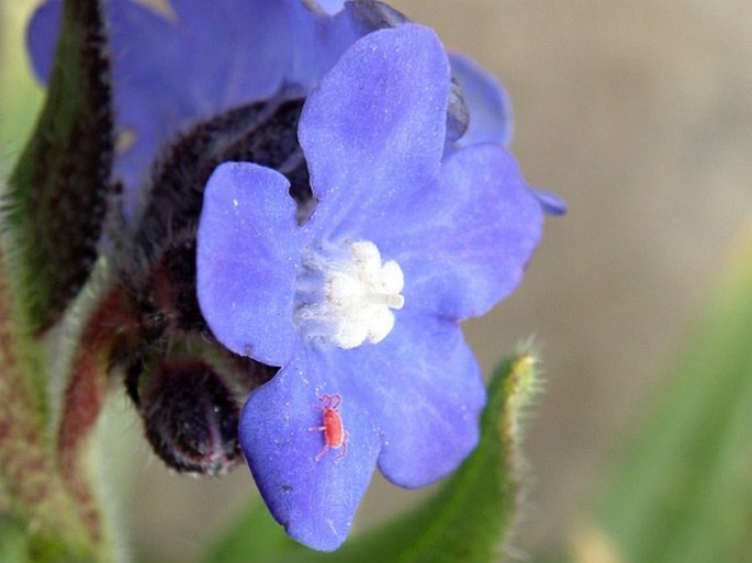 Anchusa affinis