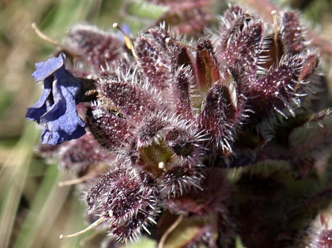 Anchusa affinis