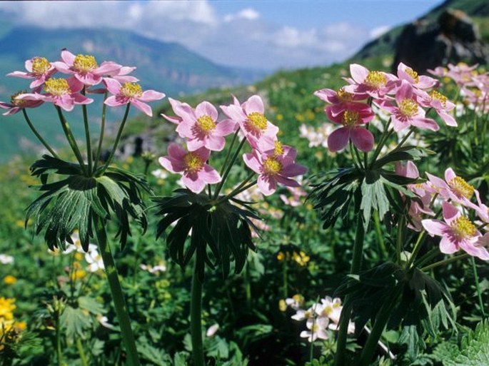 Anemone narcissiflora subsp. fasciculata