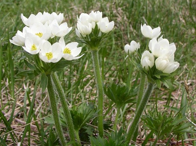 Anemonastrum narcissiflorum