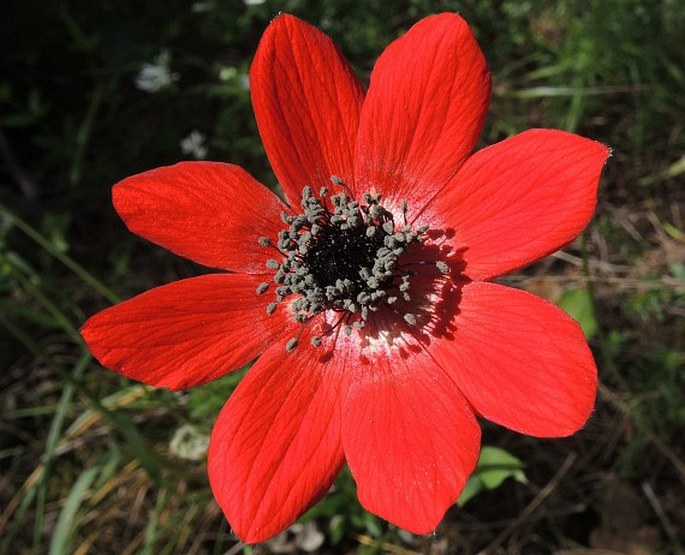 ANEMONE PAVONINA Lam. - sasanka páví / veternica pestrá