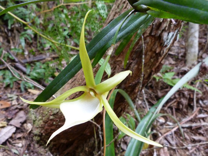 Angraecum viguieri