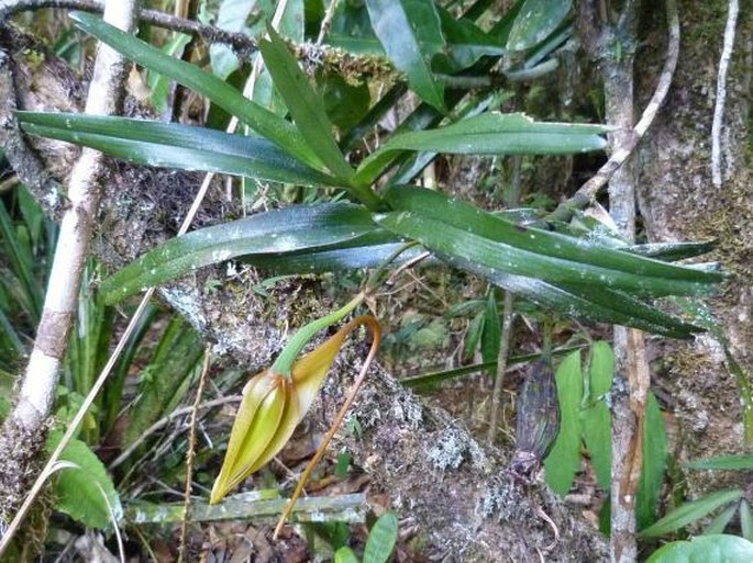 Angraecum viguieri