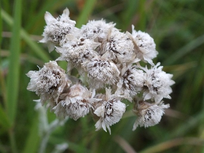 Antennaria pulcherrima