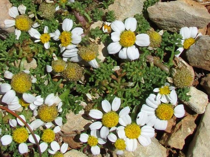 Anthemis secundiramea subsp. urvilleana