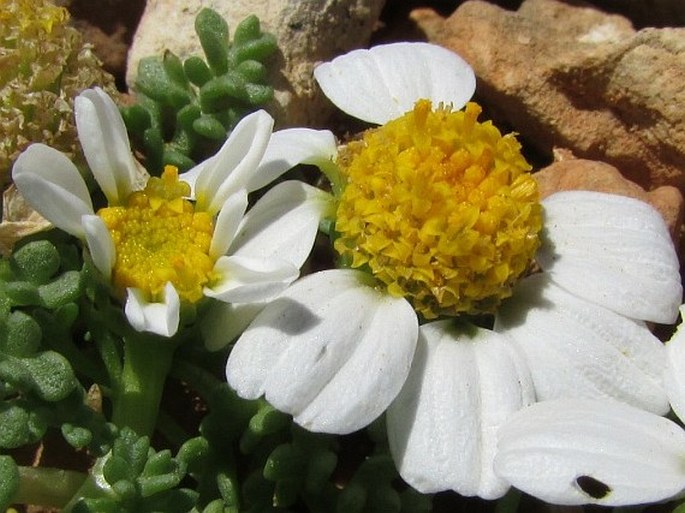 Anthemis secundiramea subsp. urvilleana