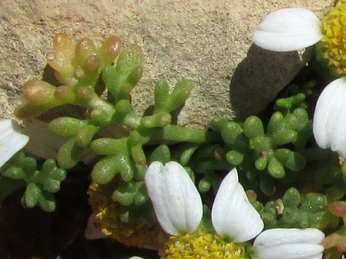 Anthemis secundiramea subsp. urvilleana