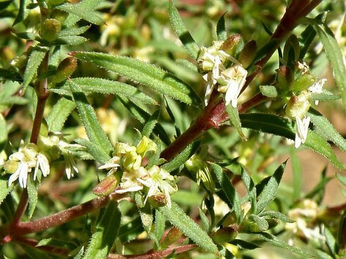 Anthospermum pachyrrhizum