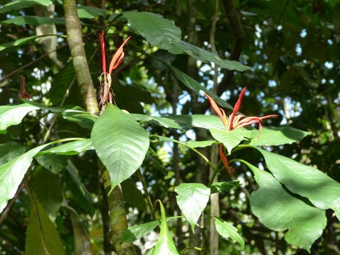 Aphelandra pulcherrima