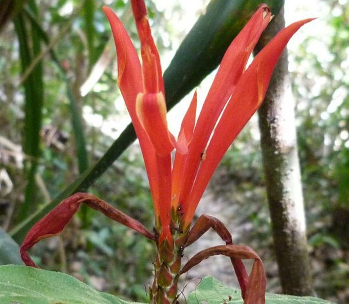 Aphelandra pulcherrima