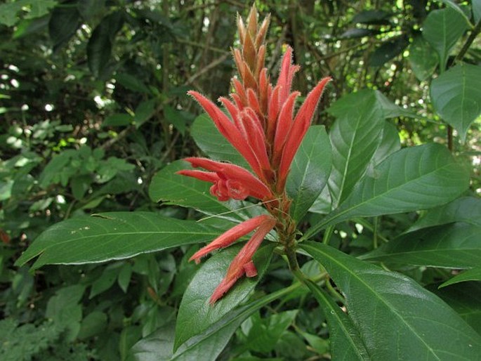 APHELANDRA SCABRA (Vahl) Sm.